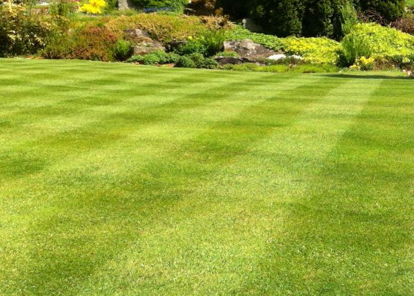 Cost of Commercial Grass Cutting in Burlington