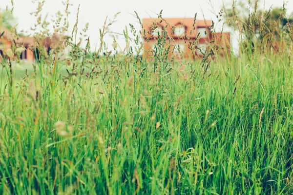 Cost of Tall Grass Cutting in Burlington