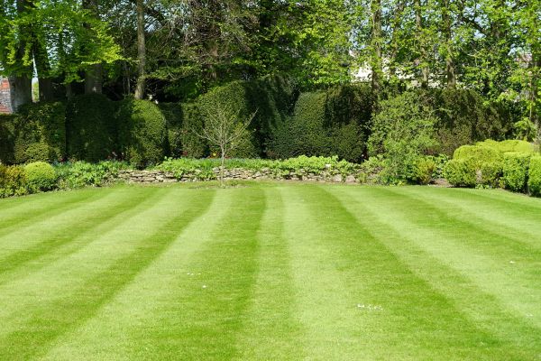 Cost of Grass Care Service in Burlington