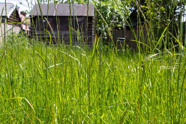 Cost of Overgrown Lawn Trimming in Burlington