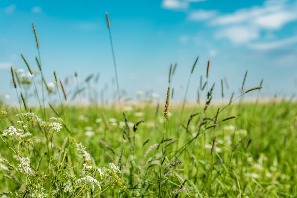 Cost of High Grass Trimming in Burlington